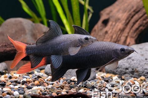 紅尾黑鯊|雙色角魚